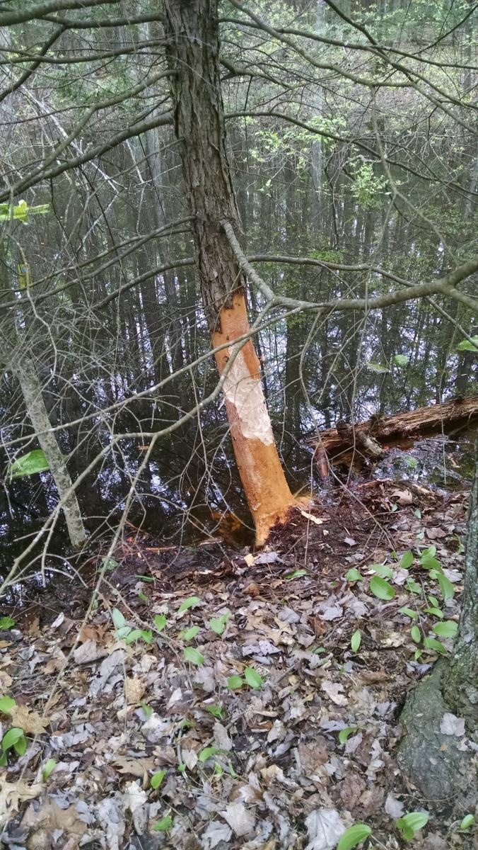 Beaver Bites on a Tree