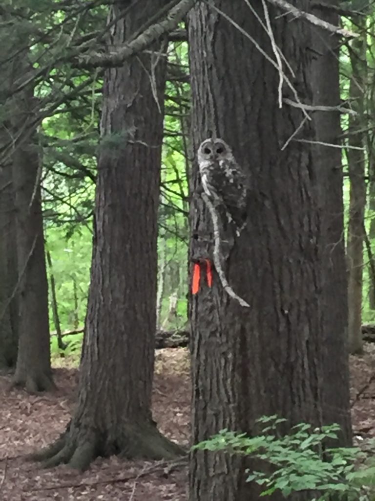 Owl on the Rail Trail