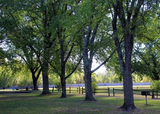 Town Park - Trees